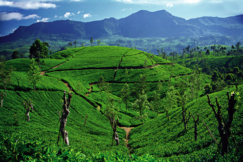 Sri Lanka ou le petit miracle d’une grande destination… Sri Lanka ou le petit miracle d’une grande destination…