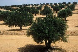TUNISIE VOYAGES