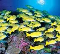 Plongez, nagez, surfez, pêchez : les mille et une manières de profiter de la mer aux Seychelles Plongez, nagez, surfez, pêchez : les mille et une manières de profiter de la mer aux Seychelles
