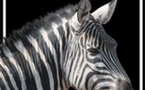 African Safari Club : nouvelle brochure hiver 2008/2009