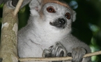 Madagascar " réouverte" au tourisme sur l'ensemble du territoire