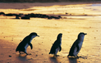 Les excursions nature aux portes de Melbourne