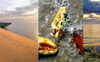 Sur les traces de l’ambre