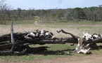 Serengeti : la Tanzanie veut se mettre des « bâtons dans les gnous »...