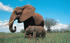 Kenya : African Safari Club compte dépasser 8 300 clients cette année 
