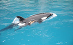Marineland prépare l'ouverture de son premier hôtel