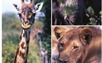 La Tanzanie : une rencontre intime avec les Big Five