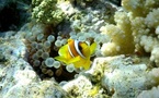 Agents de voyages : comment vendre des séjours de plongée sous-marine ?