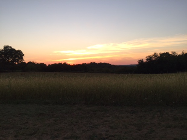 Corn field - Hôtellerie de la Petite Couronne
