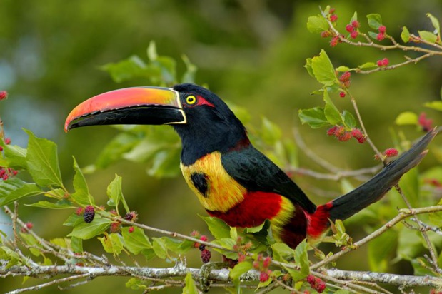 Le toucan du Costa Rica - DR ICT