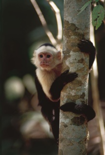 Les singes Capucins peuplent les forêts du Costa Rica. DR ICT.