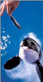 Antibes : un ''soupçon'' d'Antarctique au Marineland Antibes : un ''soupçon'' d'Antarctique au Marineland