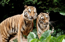 Nouveauté 2017 La Yakoutie Photo: Pouchkine Tours Nouveauté 2017 La Yakoutie Photo: Pouchkine Tours