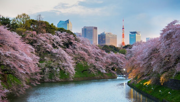 La majorité des clients veut partir en mars-avril à Kyoto, pour voir les cerisiers en fleurs - DR : JTB