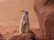 A l'Oasis parc, Fuerteventura Photo: Aurélie Resch A l'Oasis parc, Fuerteventura Photo: Aurélie Resch