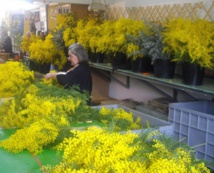 Syndicat d'Initiative de Tanneron© Syndicat d'Initiative de Tanneron©