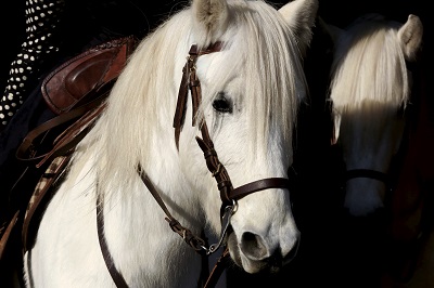 Rendez-vous en Avignon pour la 32e édition de Cheval Passion