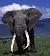 Tanganyika Expeditions
