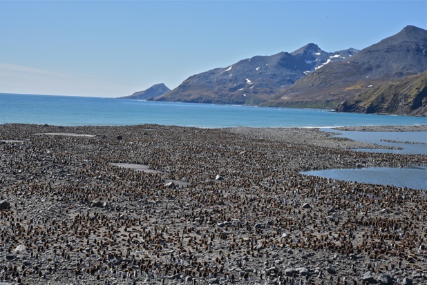 Des manchots à perte de vue, le spectacle est impressionnant et saisissant - DR : C. Pérot Des manchots à perte de vue, le spectacle est impressionnant et saisissant - DR : C. Pérot