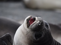 Les phoques, de vraies petites peluches inoffensives - DR : C. Pérot Les phoques, de vraies petites peluches inoffensives - DR : C. Pérot