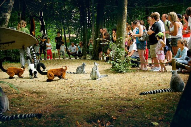 La Vallée des Singes, du plus petit ouistiti à l'imposant gorille. Photo Agence Touristique de la Vienne.