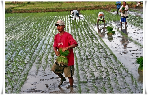 Le riz est l'alimentation de base aux Philippines. Malgré les rizières où poussent 27 variétés différentes et ses 3 récoltes annuelles, mondialisation et exportation obligent, le prix de cette denrée s'est envolé de … 200% depuis janvier 2008 !