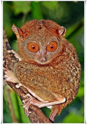 T'as de beaux yeux, tu sais ? Le Tarsier est le plus petit mammifère existant au monde. Il mesure moins de 20 cm et peut faire pivoter sa tête à... 180 degrés !