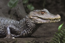 © Ferme aux Crocodiles