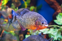 © Ferme aux Crocodiles © Ferme aux Crocodiles