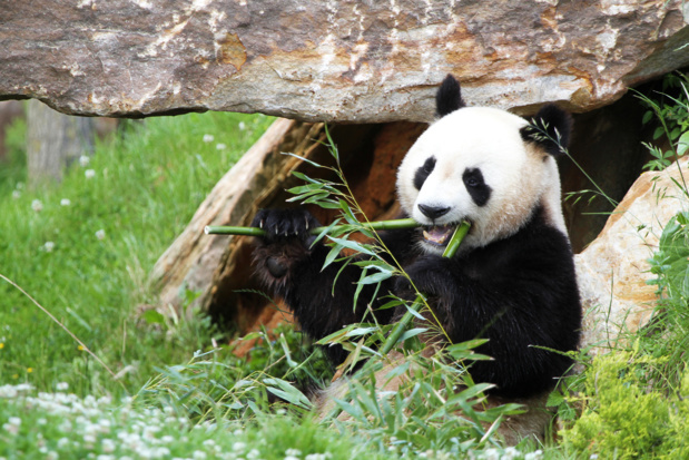 Uniques de leur espèce en France : Huan Huan et Yuan Zi, Monsieur et Madame Panda, se sont installés à Beauval dans le cadre d’un ambitieux projet de reproduction en coopération avec la base de Chengdu en Chine. Le panda est l’emblème le plus fameux de la protection de la faune. Il est déclaré en Chine « trésor national » classé sur la liste des espèces menacées - Photo ZP Beauval