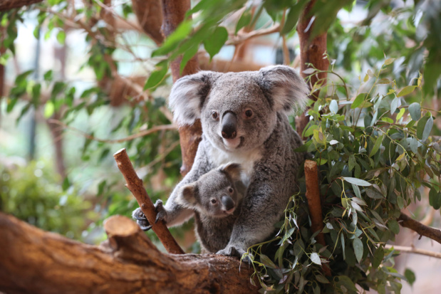 Animaux très fragiles, les koalas se nourrissent exclusivement des feuilles les plus tendres d’eucalyptus de variétés différentes selon leurs goûts. Une partie est cultivée à Beauval, une autre est importée d’Angleterre. Le régime alimentaire des koalas est le plus coûteux du Zoo Parc ! - DR : ZP Beauval