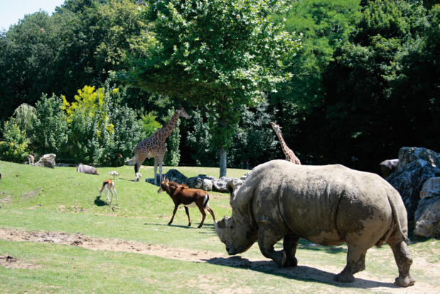 La "savane africaine" réalisée au ZooParc de Beauval - DR : ZP Beauval