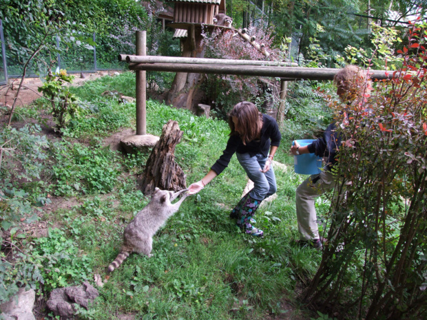 Aux juniors comme aux seniors, le parc donne à ses visiteurs la possibilité de devenir « soigneur d’un jour » . C’est la découverte des pensionnaires au plus près avec les soigneurs et préparation des repas des animaux (avec supplément) - DR : ZP Beauval