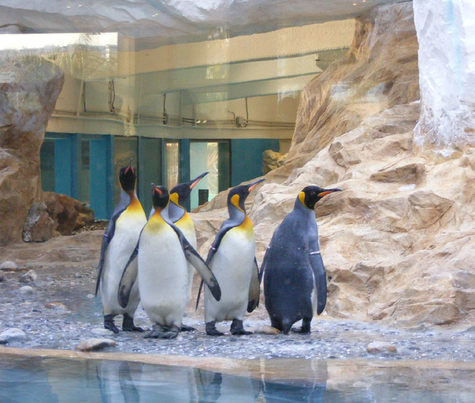 Marineland inaugure son pavillon Antartica