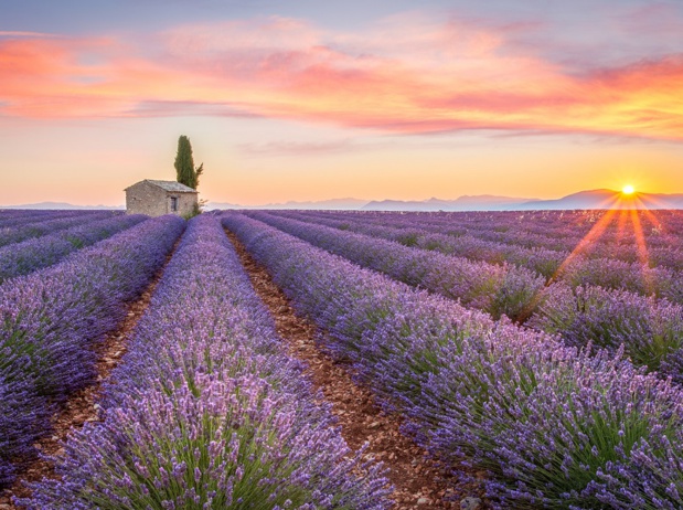 Le plateau de Valensole, en Provence, est l'un des sites touristiques les plus prisés par les voyageurs chinois en France - Photo : © ronnybas-Fotolia.com Le plateau de Valensole, en Provence, est l'un des sites touristiques les plus prisés par les voyageurs chinois en France - Photo : © ronnybas-Fotolia.com