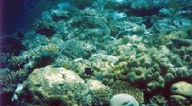 Australie : la Grande Barrière de corail condamnée en 2050 Australie : la Grande Barrière de corail condamnée en 2050