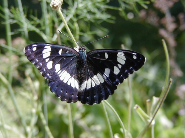 Depuis 2002, le jardin est ouvert au public, afin de sensibiliser les visiteurs à la fragilité du papillon - DR : Nicolas Maurel
