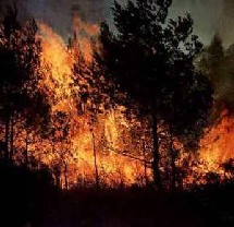 Fréjus : 10.000 personnes chassées par les flammes Fréjus : 10.000 personnes chassées par les flammes