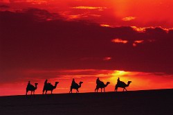 COSTA GROUP TUNISIE COSTA GROUP TUNISIE