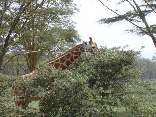 Une girafe de Rotschild dans le parc de Nakuru