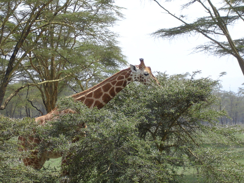 Une girafe de Rotschild dans le parc de Nakuru Une girafe de Rotschild dans le parc de Nakuru
