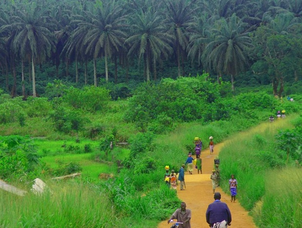 L'ambition de la Sierra Leone est d'être clairement identifiée comme l'une des destinations africaines de l'écotourisme. Ici, la route entre Kenema et Kailahun - DR : LindsayStark