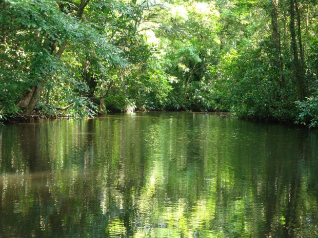 Le parc national de Tortuguero au Costa Rica est situé dans la "Humedal Caribe Noreste", zone humide protégée au niveau international - DR creative commons, rsasse63