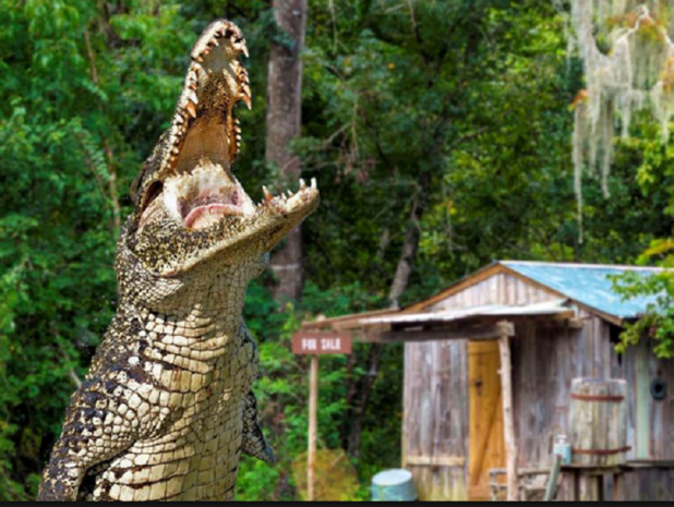 2017 restera une saison record pour le parc PAL - Photo : Le PAL 2017 restera une saison record pour le parc PAL - Photo : Le PAL