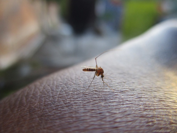 Le virus Zika est transmis par la piqûre de moustiques - Crédit photo :  Libre pour usage commercial