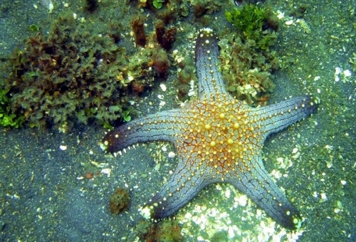 Etoile de mer Nom (Pentaster sp.) que l'on trouve en Asie (des Andamans aux Philippines) /photo ERSEN Osman