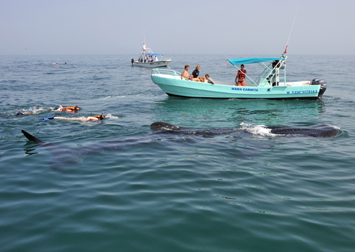 Safari requins baleines à Playa del Carmen au Mexique pour nager auprès des plus gros poissons du monde avec simplement un masque et un tuba !