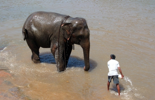 Sri Lanka is back to business... le marché français repart !