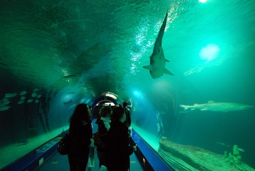 Le plus grand complexe océanographique du monde (aquariums, delphinarium) est à Valence Le plus grand complexe océanographique du monde (aquariums, delphinarium) est à Valence