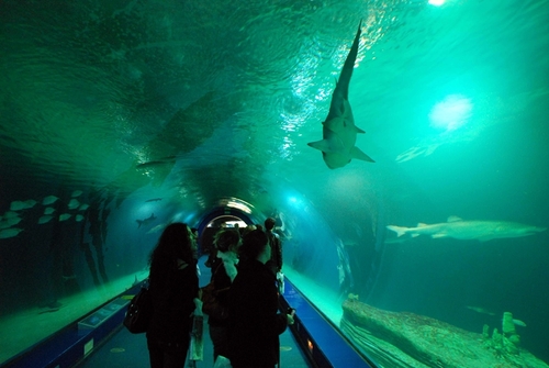 Le plus grand complexe océanographique du monde (aquariums, delphinarium) est à Valence